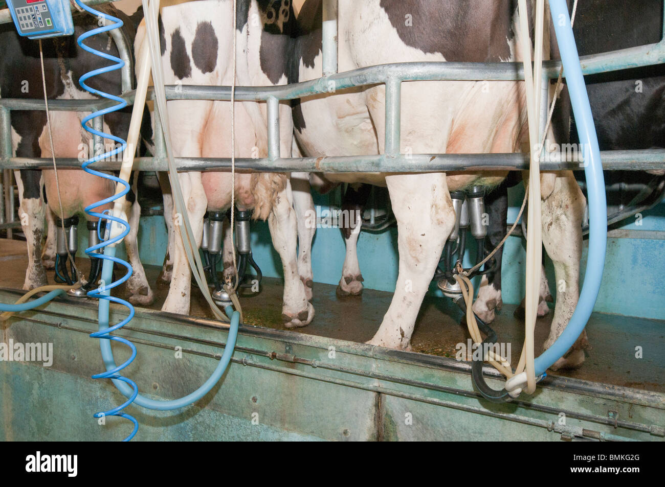 Milking cows in a modern milking parlour on a farm in Hampshire England Stock Photo