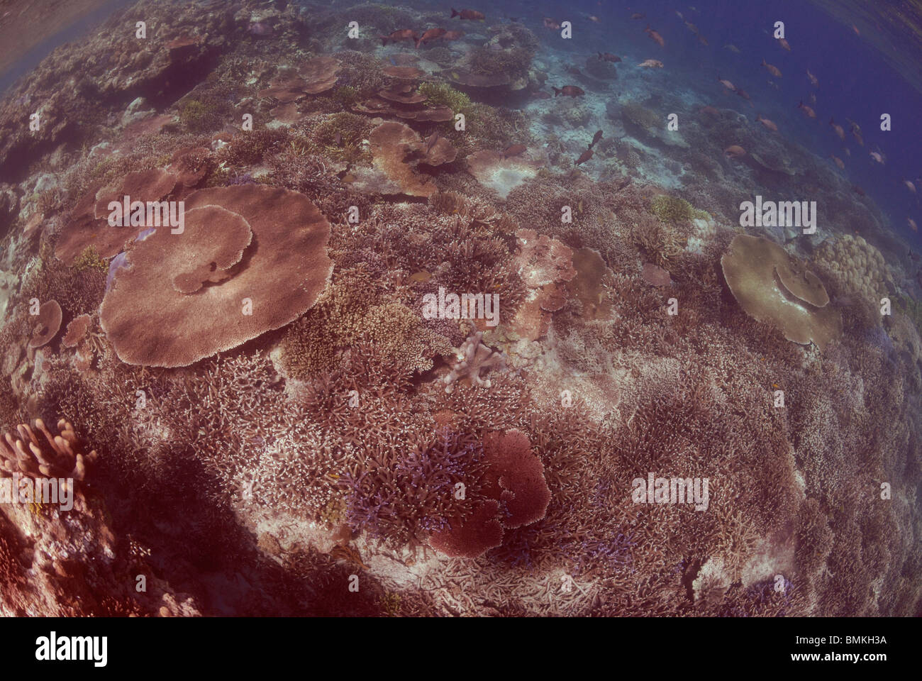Hard corals on reef crest, Sipadan, Sabah, Malaysia, Borneo, South-east Asia Stock Photo