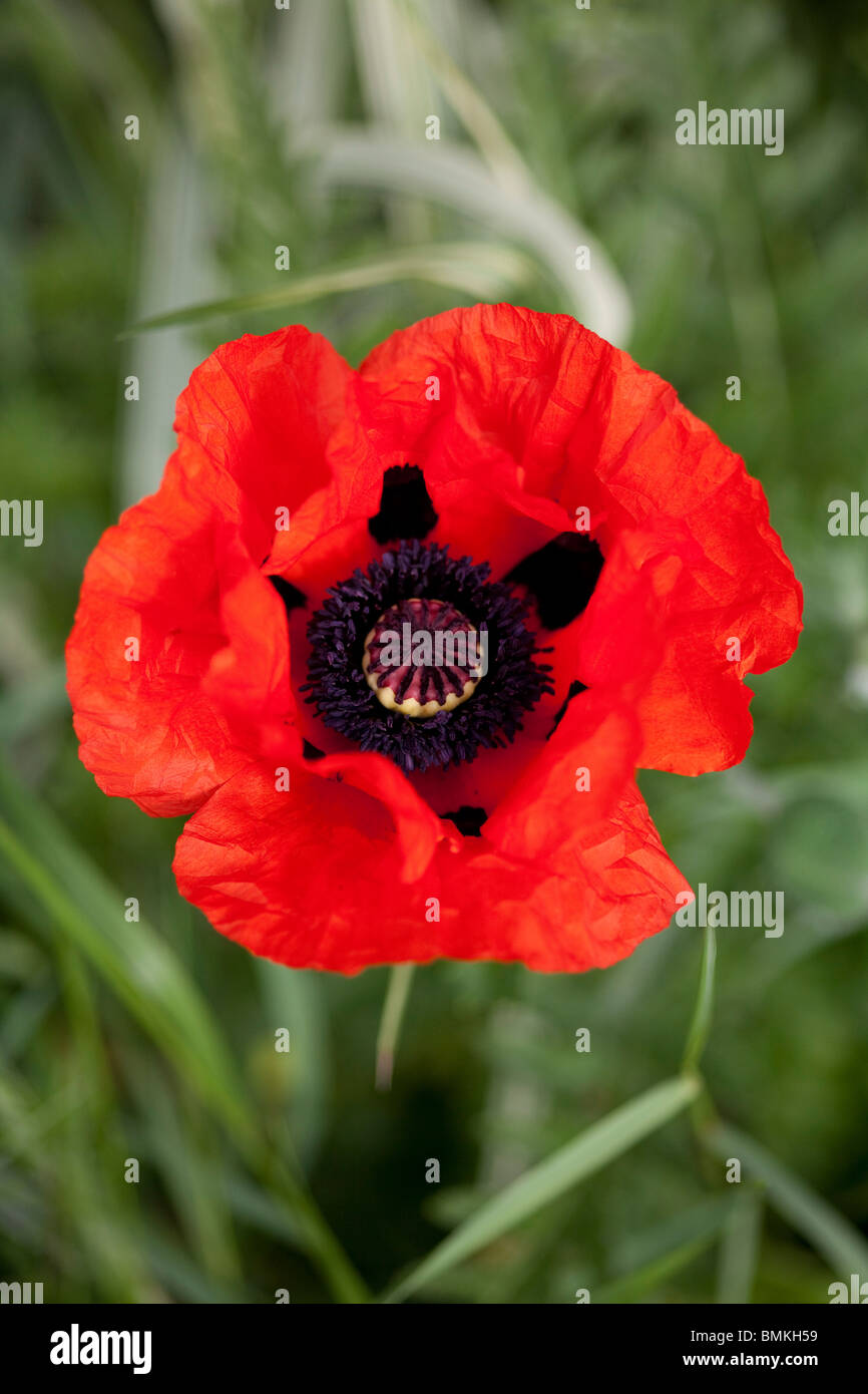 Red Poppy (Papaver orientale) close up of single flower in English summer garden facing the camera Stock Photo