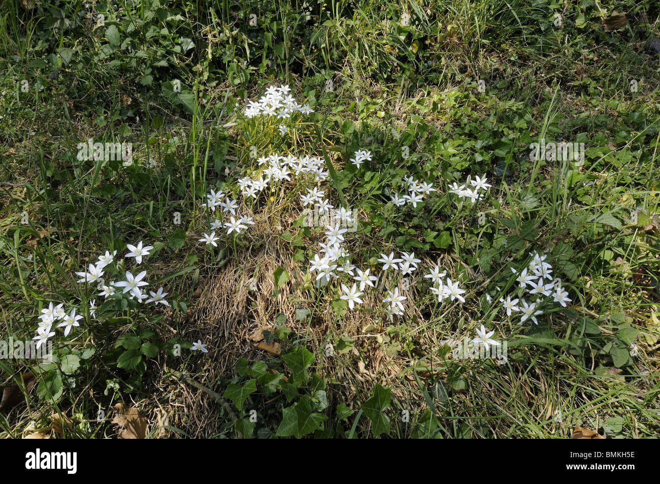 Star of Bethlehem, ornithogalum umbellatum, growing on shady roadside verge, Norfolk, UK, May Stock Photo