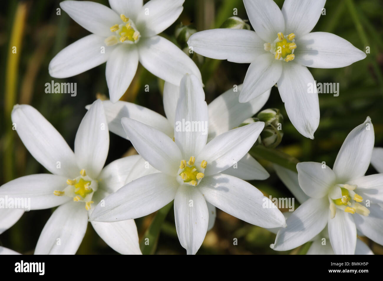 Star of Bethlehem, ornithogalum umbellatum, close up of flowers, Norfolk, UK, May Stock Photo