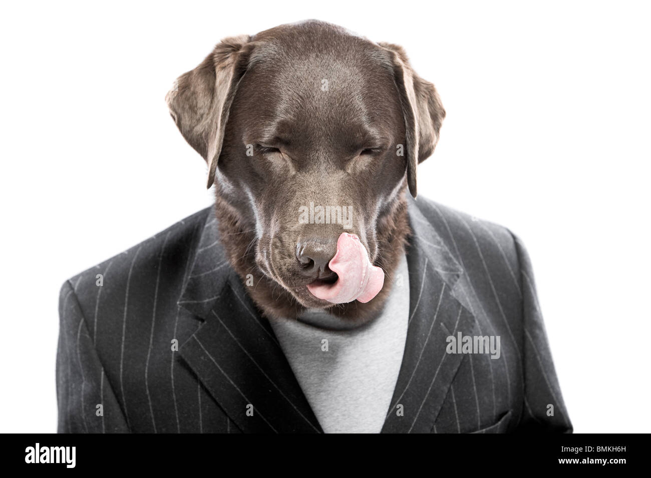 Shot of a Chocolate Labrador in Pin Stripe Suit Licking his Lips Stock Photo