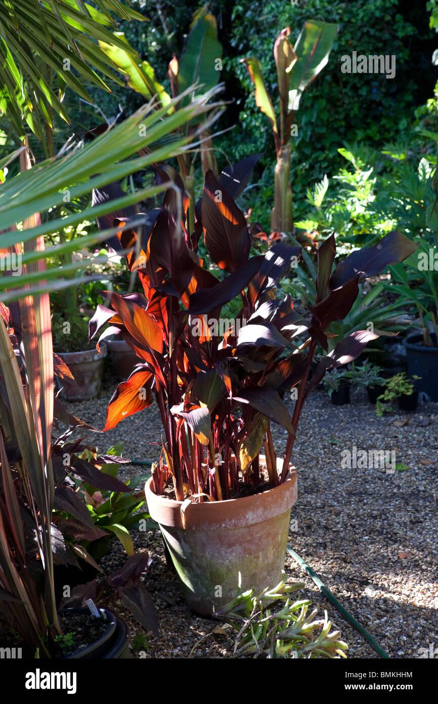 Canna Australia High Resolution Stock Photography And Images Alamy