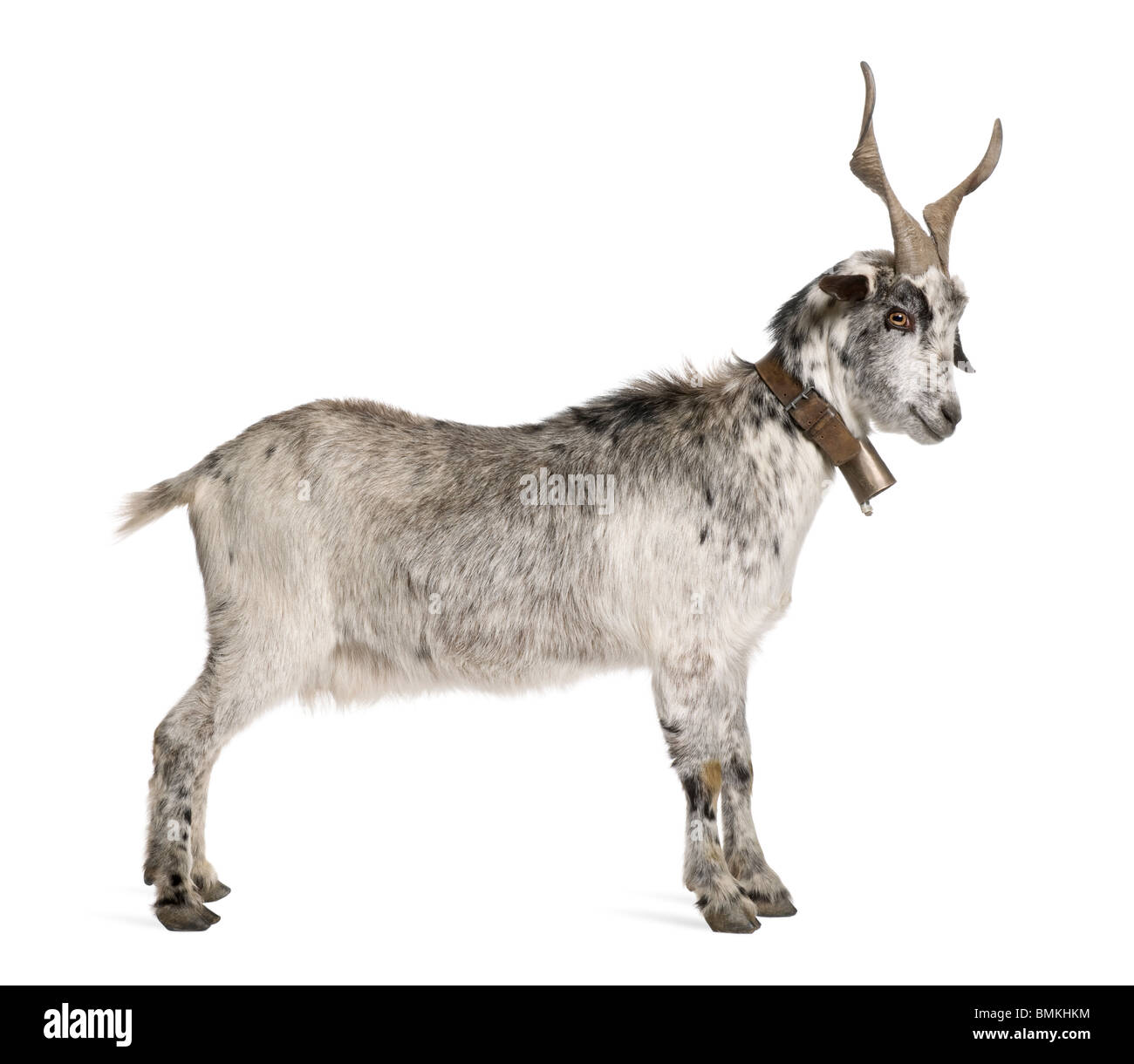 Rove goat, 5 years old, standing in front of white background Stock Photo
