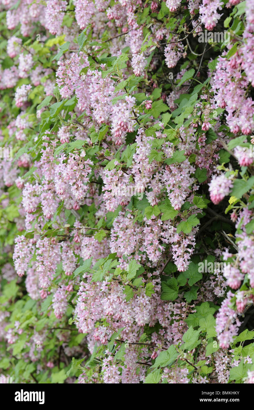Ribes, (flowering currant), 'Brocklebankii', in full flower, used as hedging in a large garden, UK April, Stock Photo