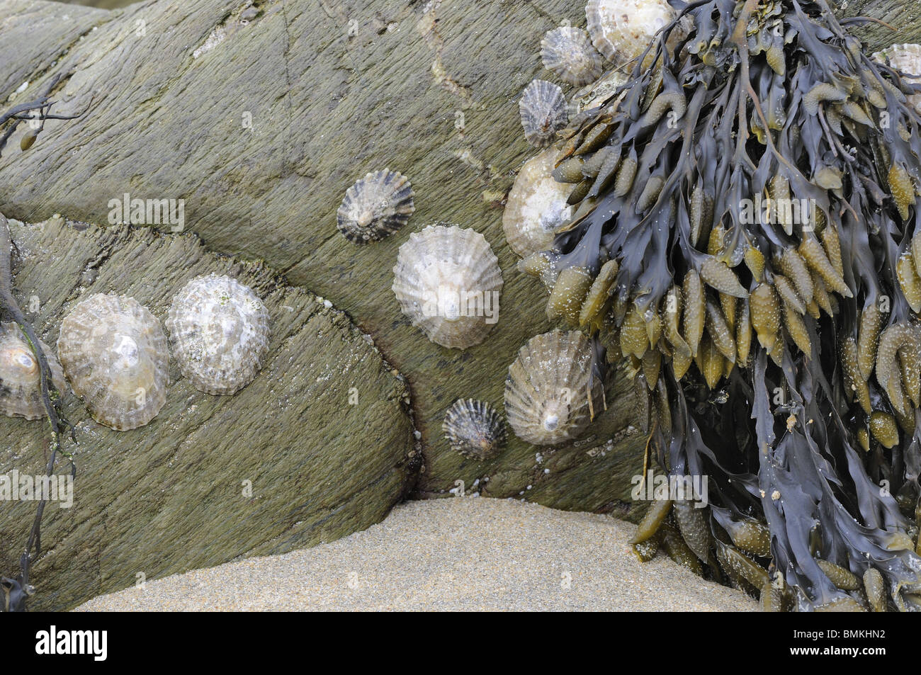 Common Limpet,(patella vulgata) and knotted wrack (ascophyllum nodosum) on rocks at low tide, Cornwall, UK, May Stock Photo