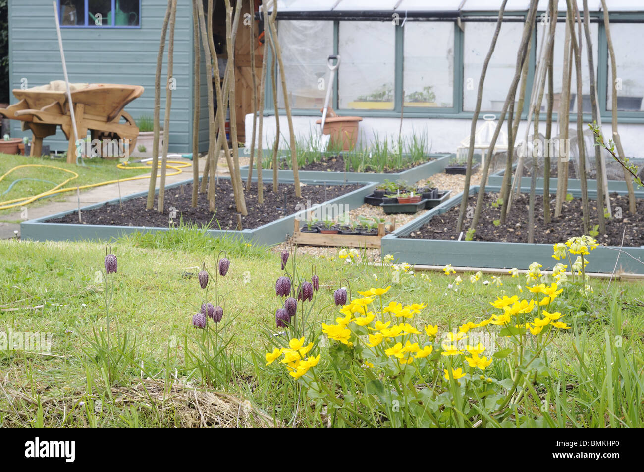 Small springtime wildlflower patch in urban garden with vegetable garden in background, Uk, April Stock Photo