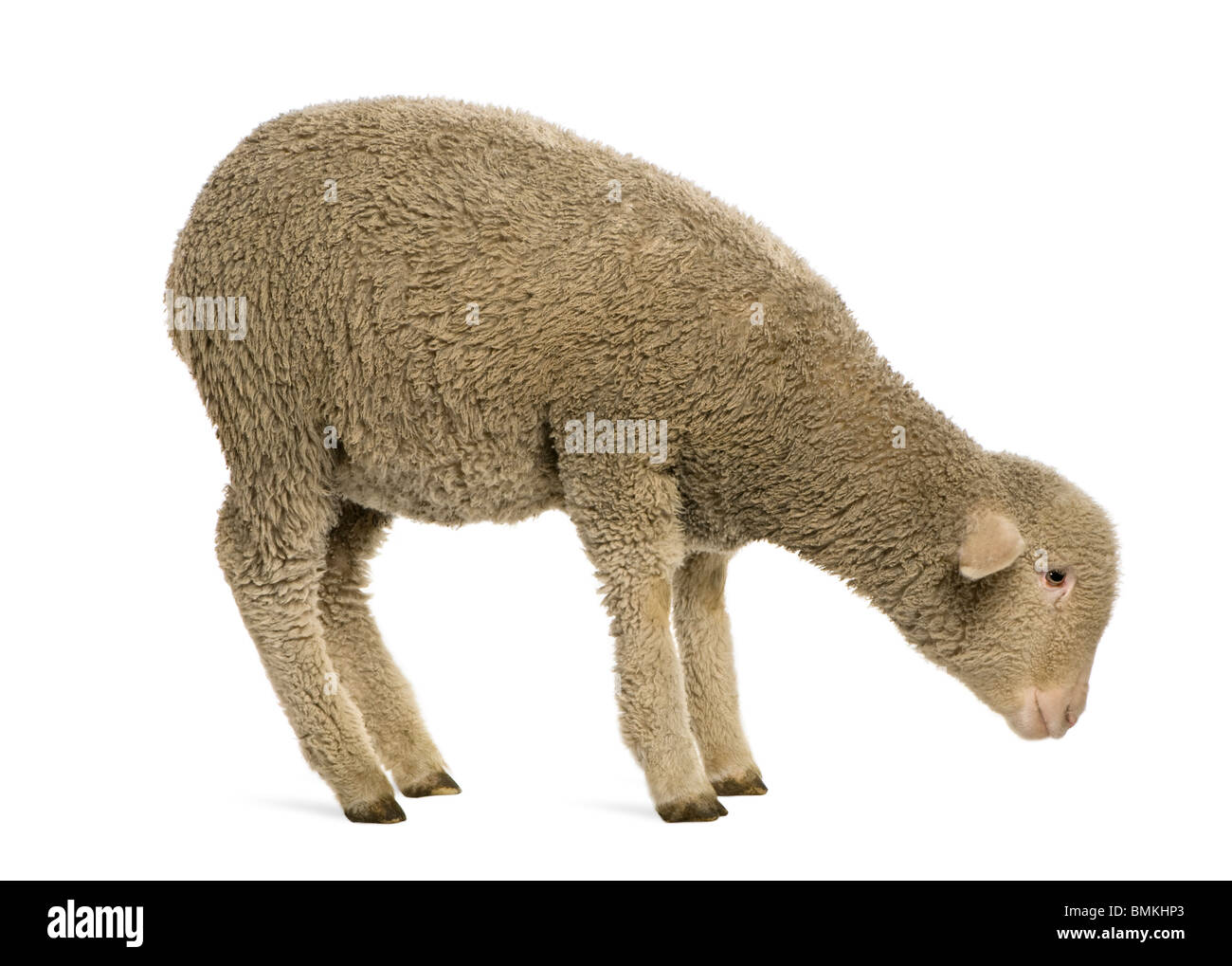 Merino lamb, 4 months old, standing in front of white background Stock Photo