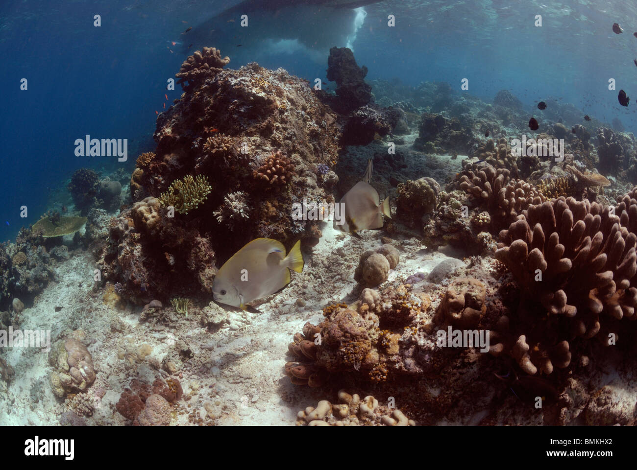 Bat fish and reef scene, Sipadan, Sabah, Malaysia, Borneo, South-east Asia Stock Photo