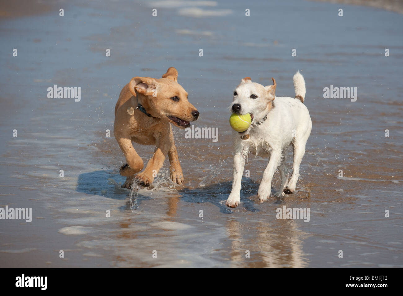 Yellow Labrador Puppy and Jack Russell Terrier running on Cromer beach on the North Norfolk