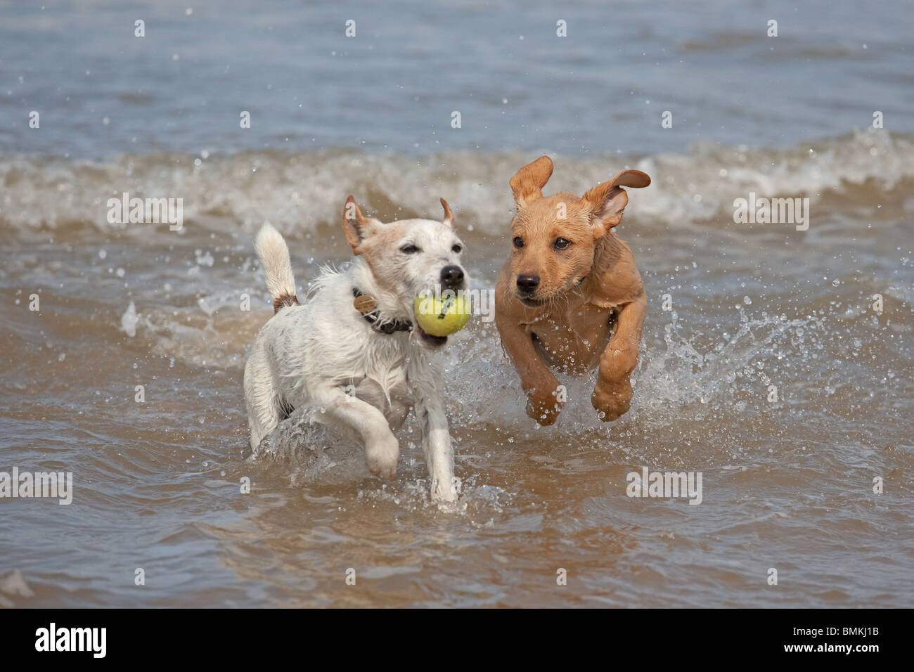 Yellow Labrador Puppy and Jack Russell Terrier running on Cromer beach