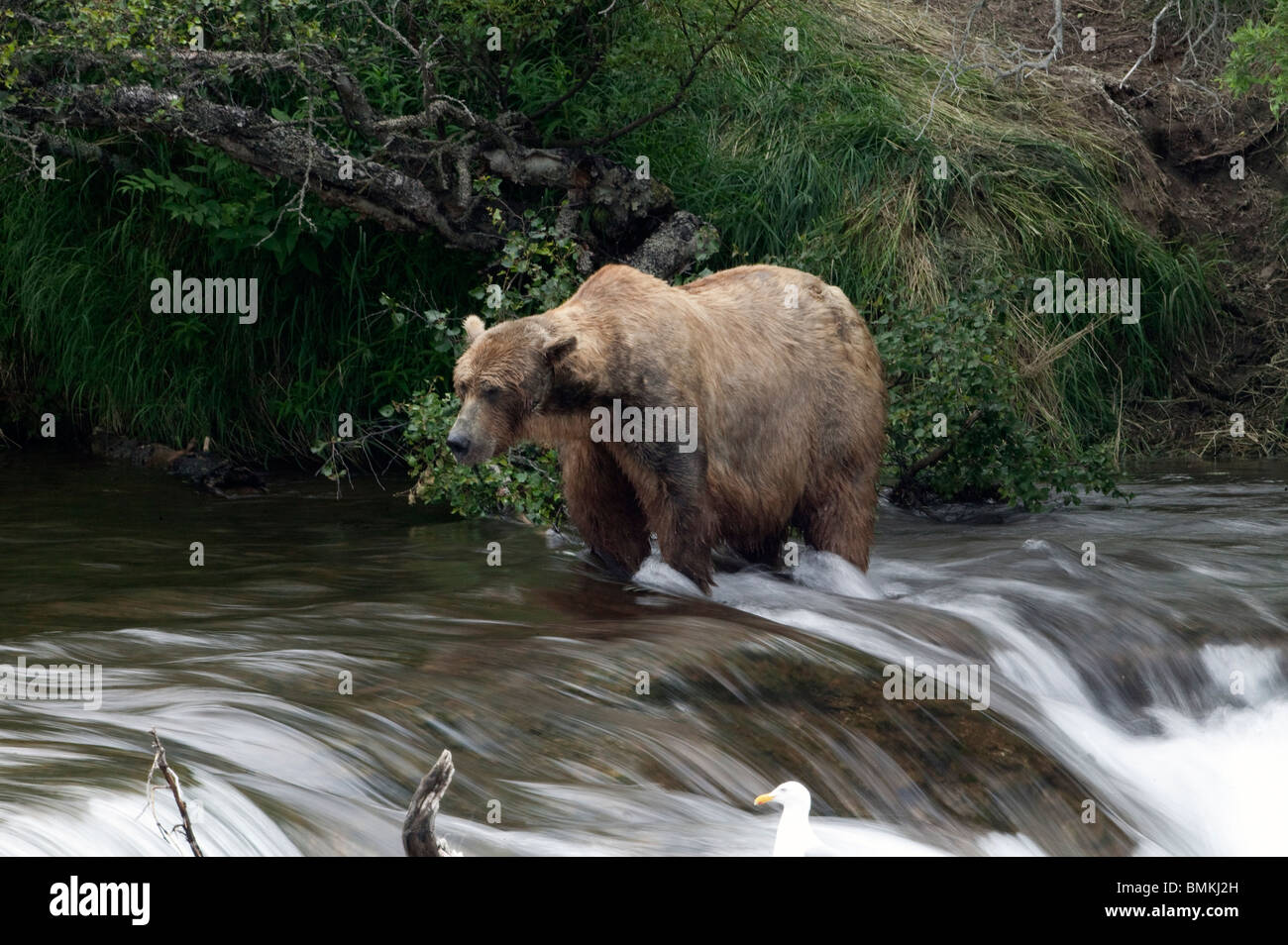 Brown bear fishing, Brooks Falls, Katmai National Park, Alaska Stock Photo