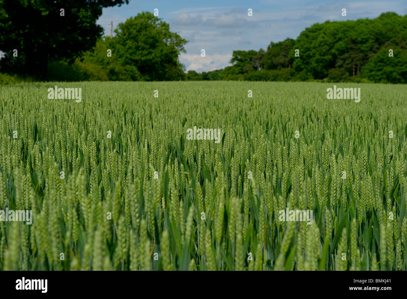 Arable land being used to grow wheat crops in Billericay Essex UK Stock