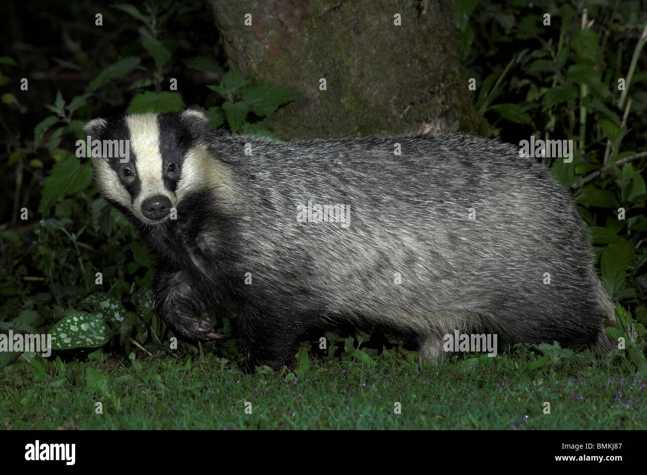 Adult badger, summer Dorset, UK July 2008 Stock Photo