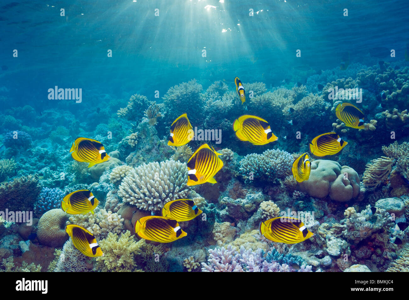 Red Sea racoon butterflyfish, swimming over coral reef in unusually large numbers.  Red Sea, Egypt. Stock Photo