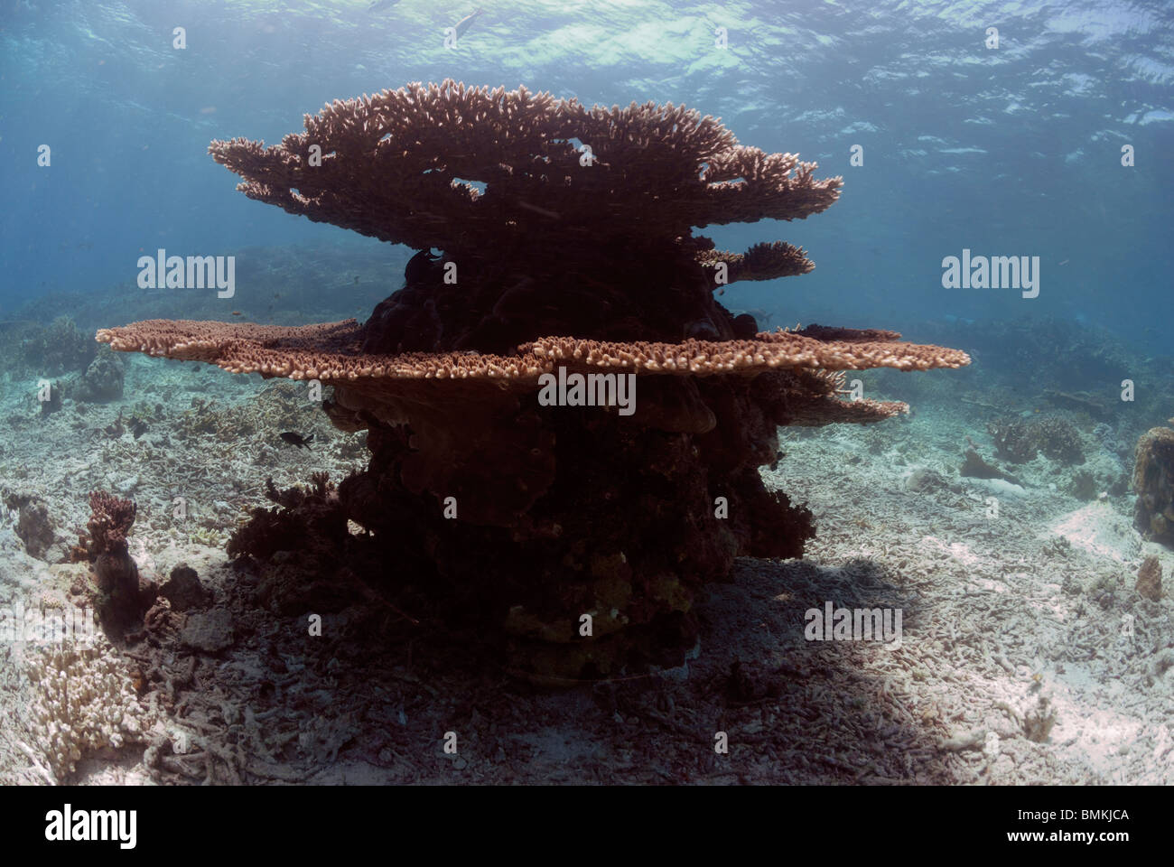 Acropora table corals, reef crest, Sipadan, Sabah, Malaysia, Borneo, South-east Asia Stock Photo