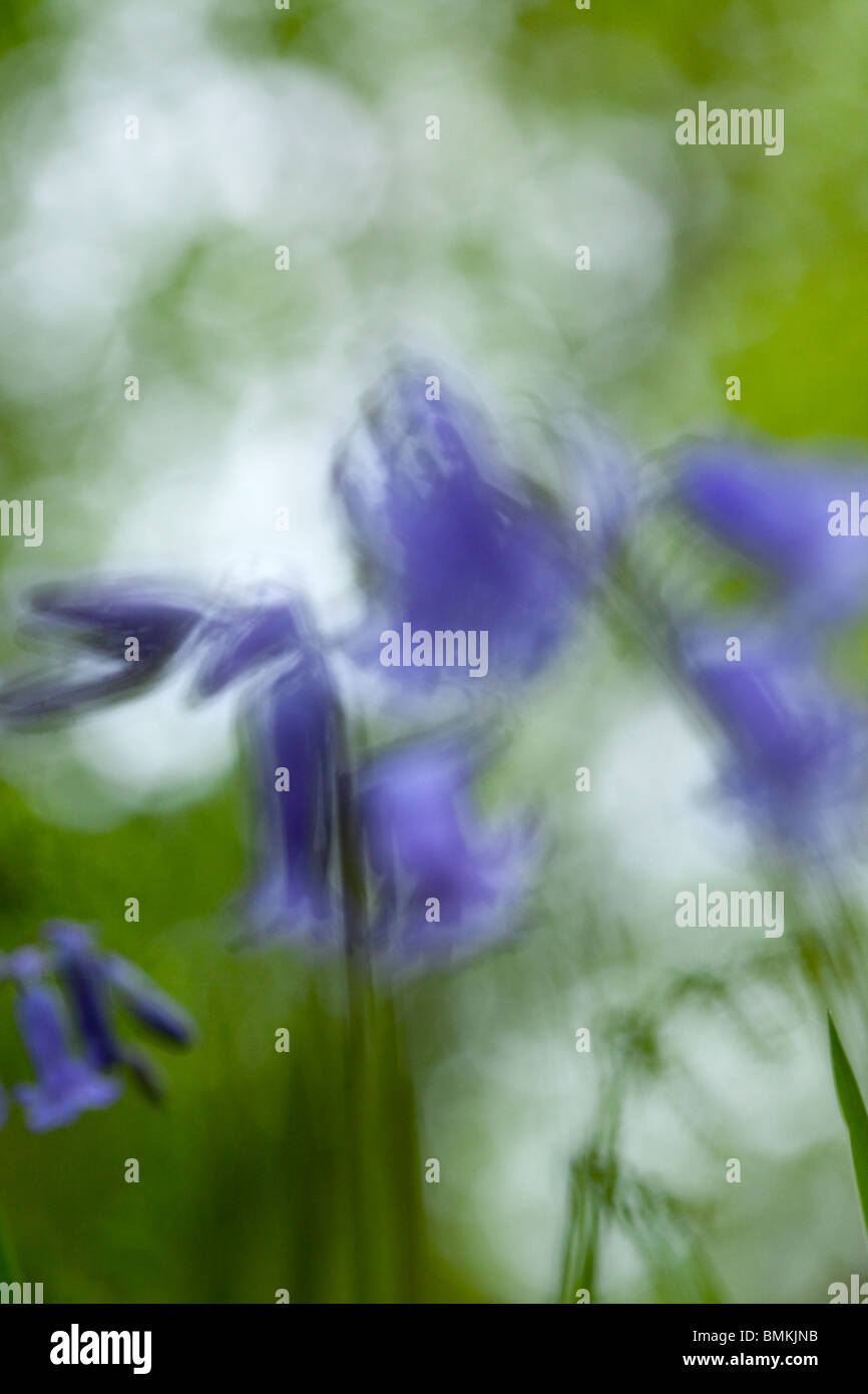 Close up of a Bluebell Stock Photo