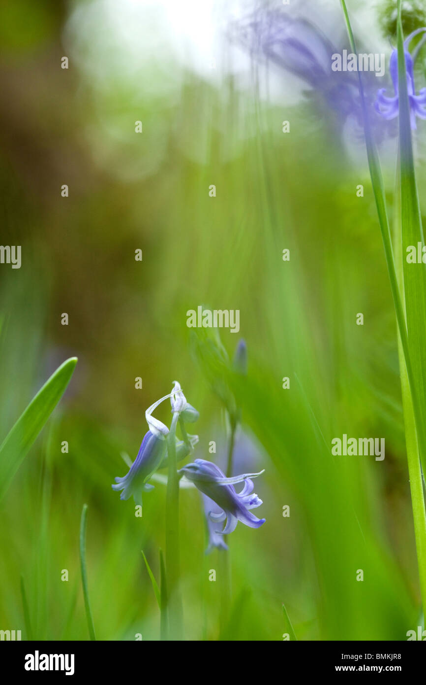 Close up of a Bluebell Stock Photo