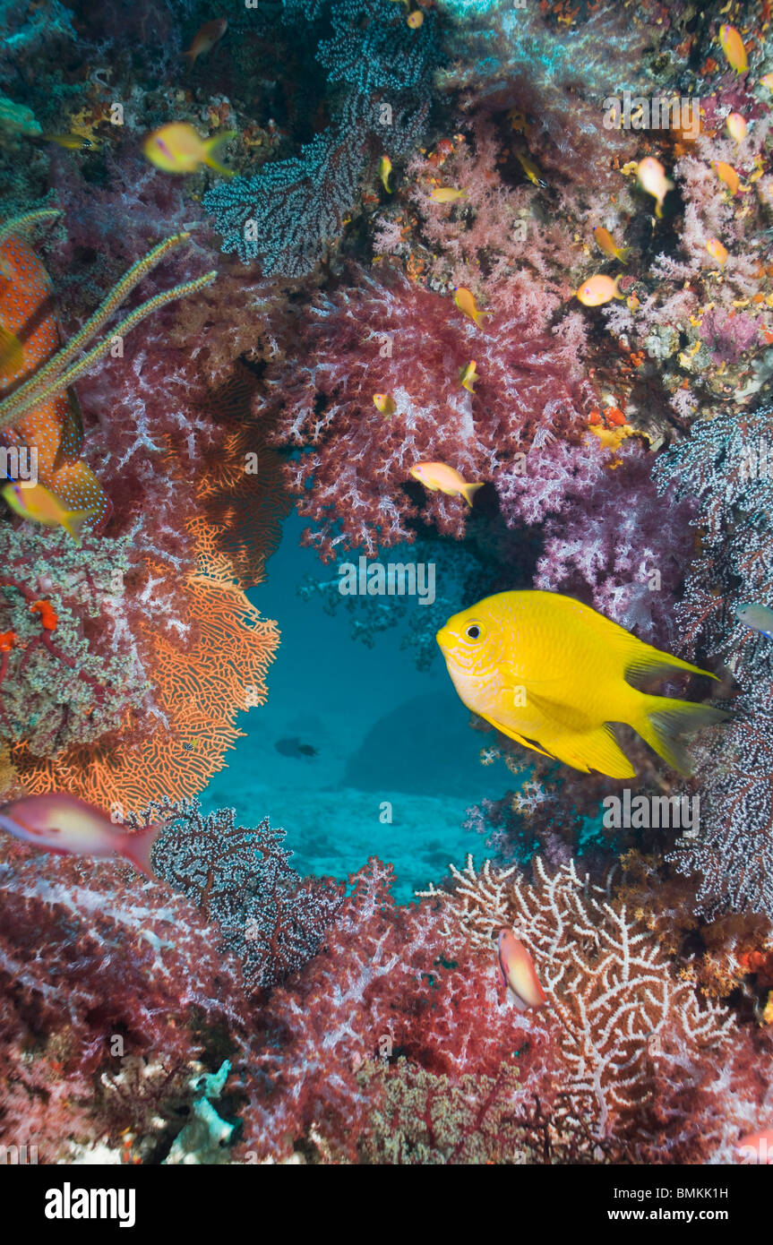 Golden damsel with soft corals, Andaman Sea, Thailand. Stock Photo