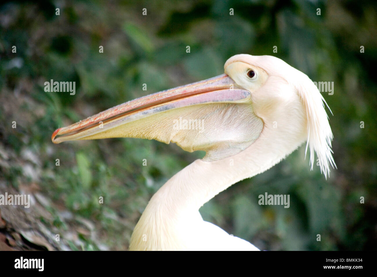 Bird ; Pelican in zoo ; Calcutta now Kolkata ; West Bengal ; India Stock Photo