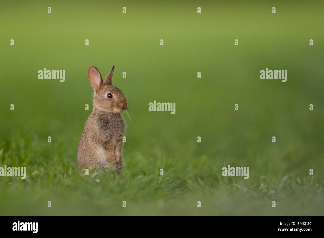 Young rabbit standing hi-res stock photography and images - Alamy