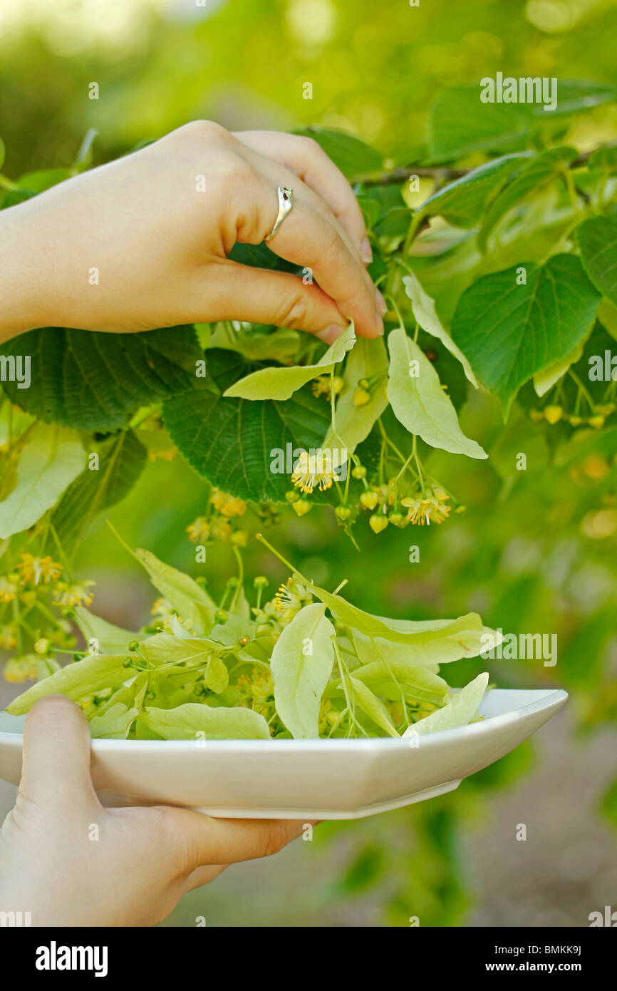 Collecting linden tree leaves Stock Photo Alamy