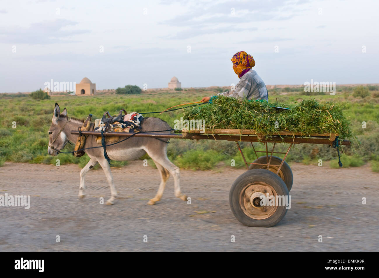 Farmer transports hay with donkey cart, Merv, Turkmenistan Stock Photo
