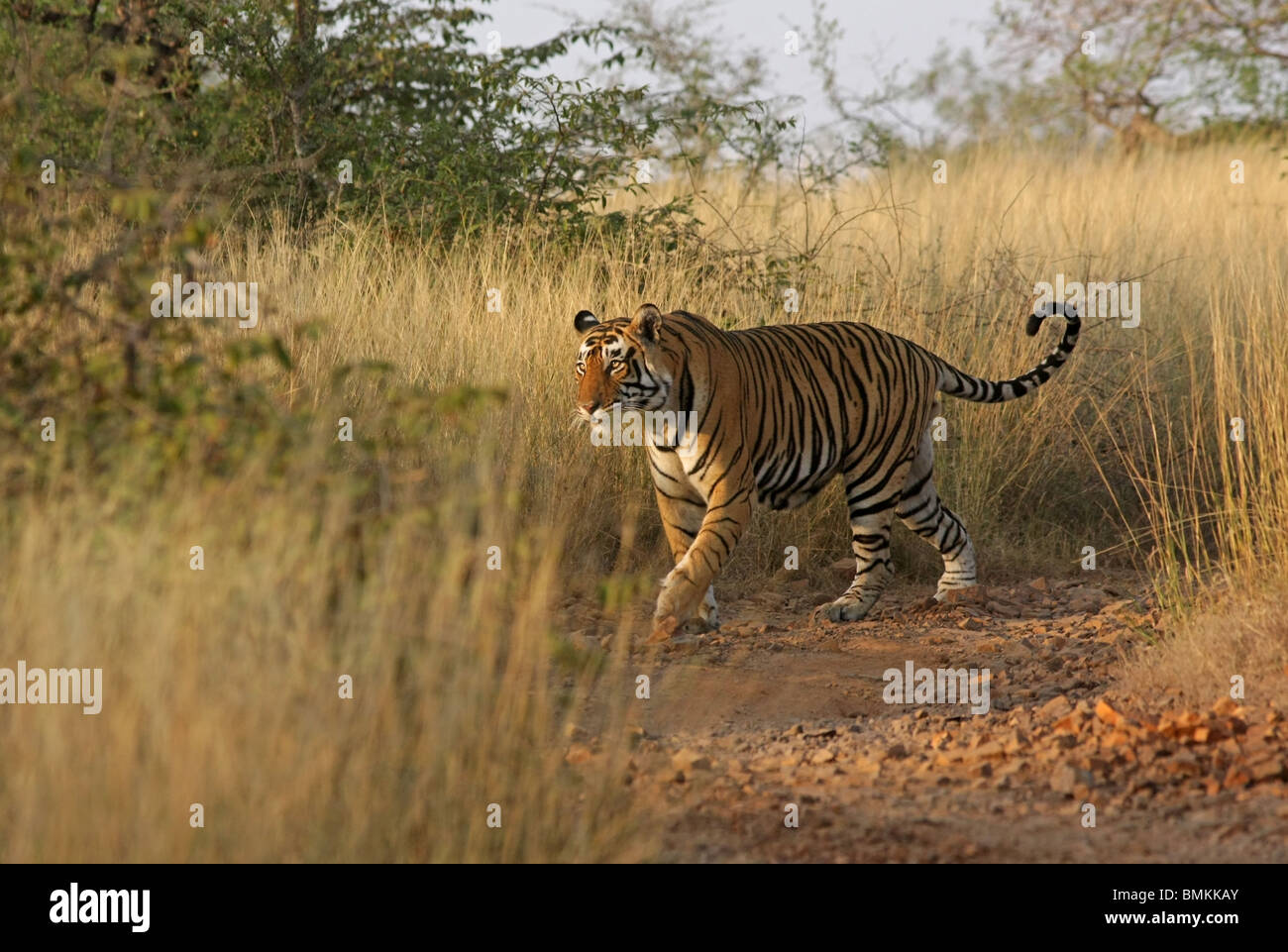 Male Tiger walking through the tall grass in Ranthambhore National Park, India Stock Photo
