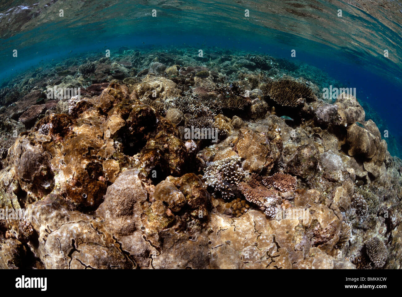 Hard corals on reef crest, Sipadan, Sabah, Malaysia, Borneo, South-east Asia Stock Photo