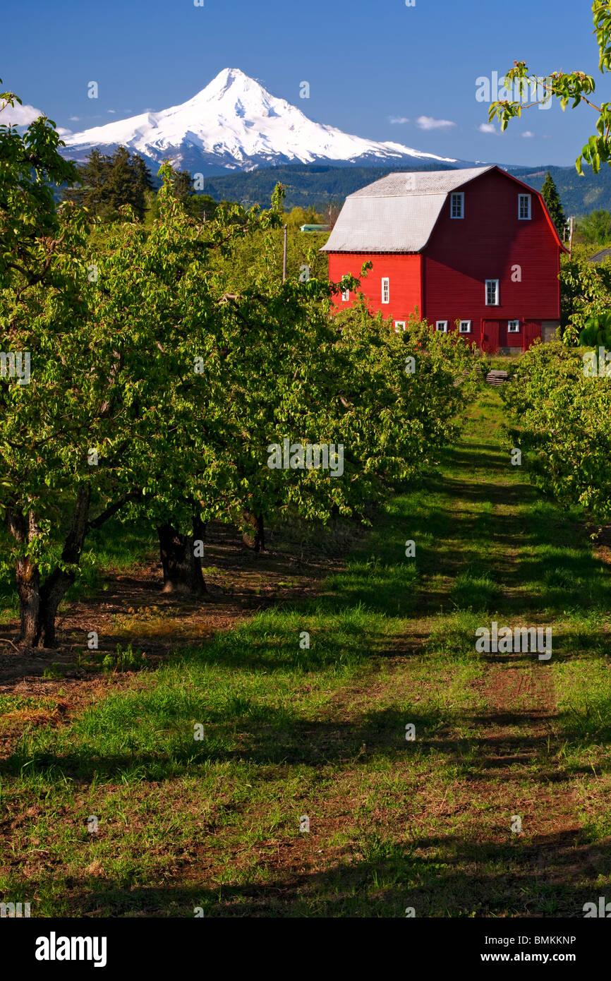 Pear orchards leaf out in Oregon's Hood River Valley with Mt Hood. Stock Photo