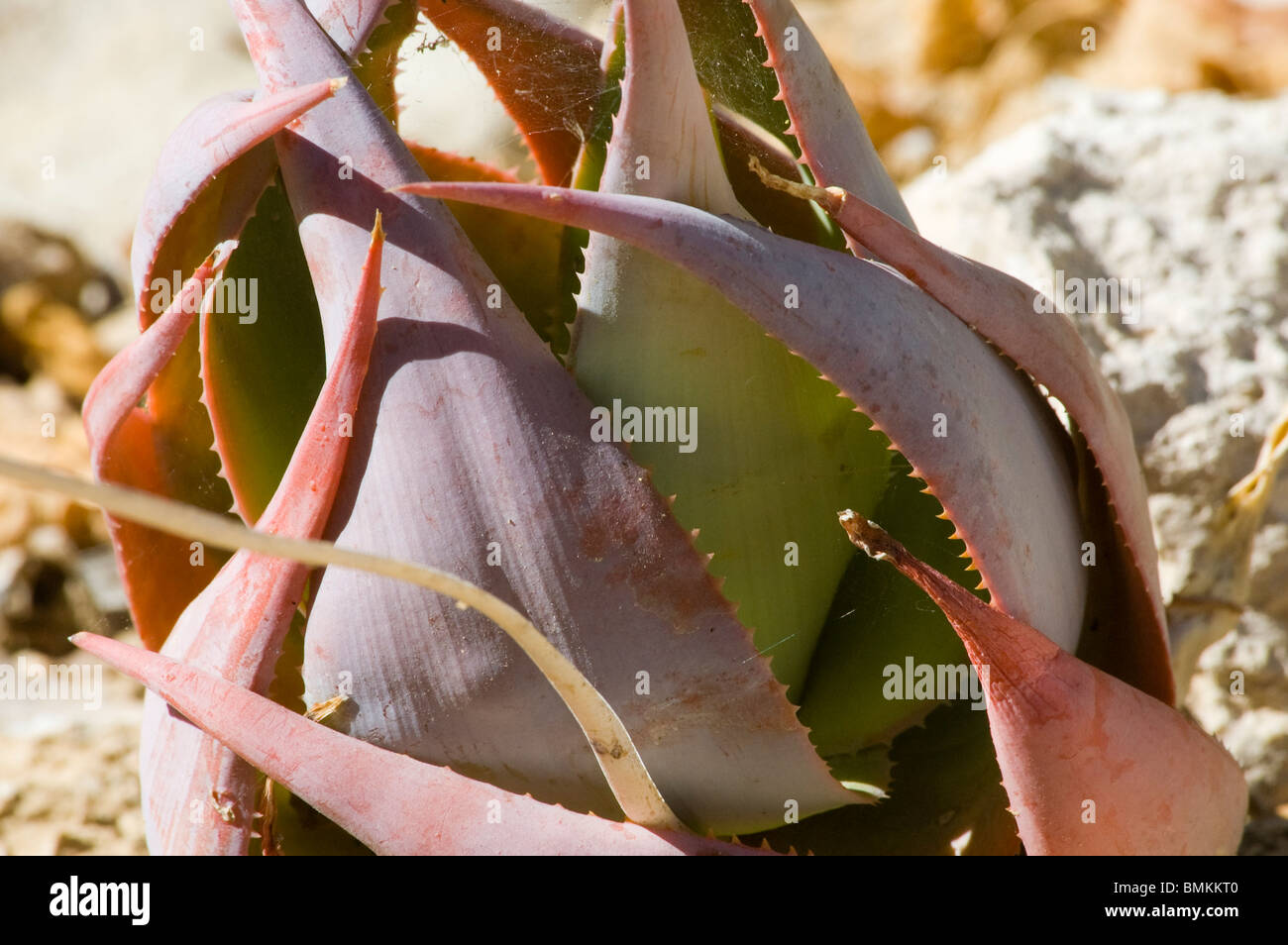 Madagascar, Toliara. Aloe - Arboretum d'Antsokay Stock Photo