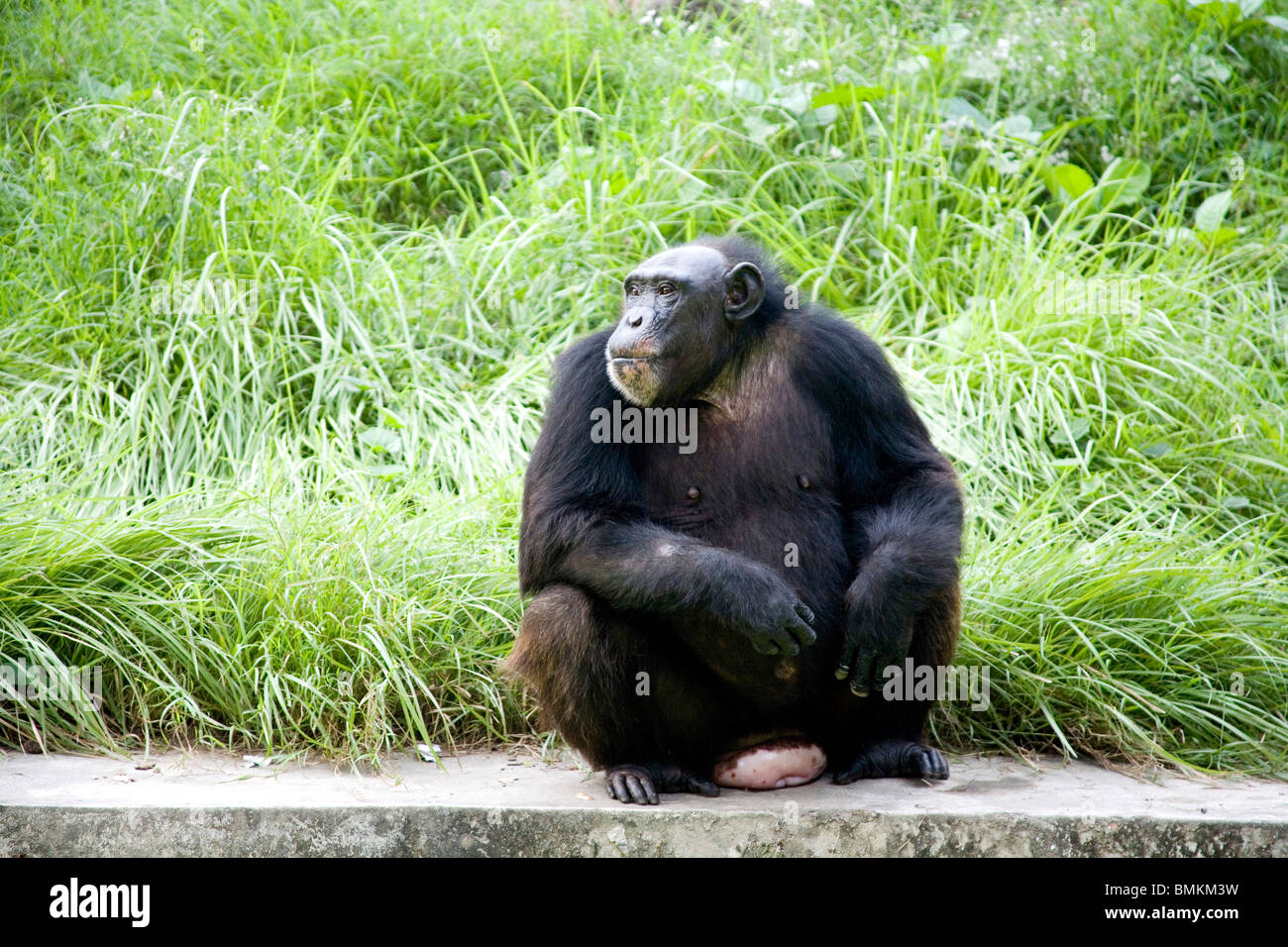 Gorilla in zoo ; Calcutta now Kolkata ; West Bengal ; India Stock Photo