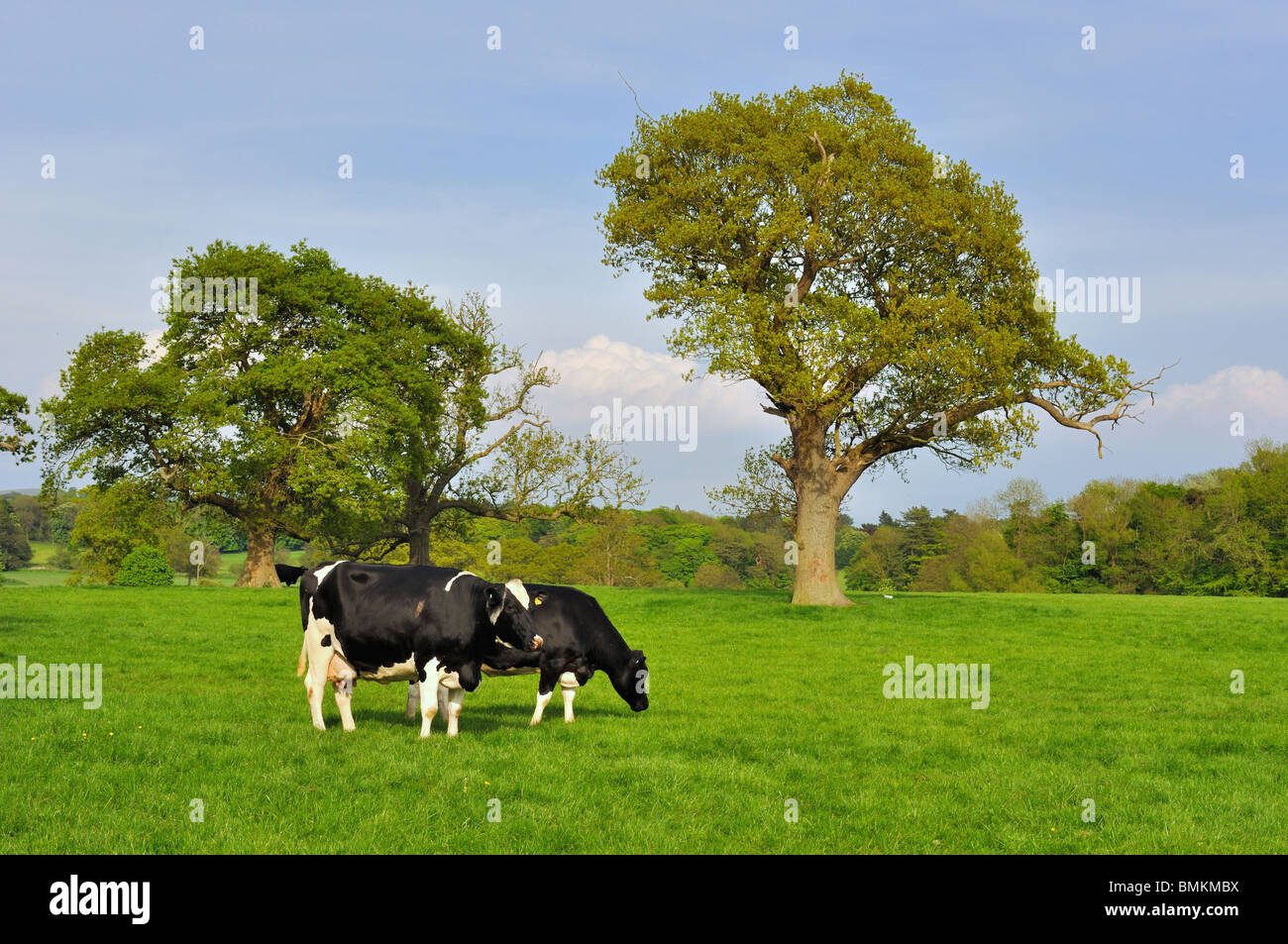 Dairy cows out to pasture Lancashire Stock Photo