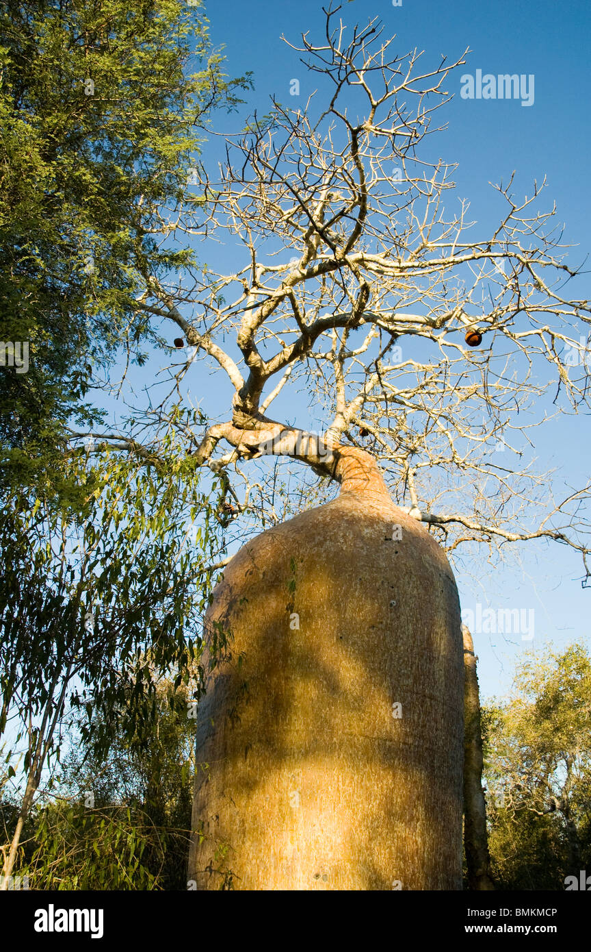 Madagascar, Mangily. Baobab (Adansonia fony) at Reniala Reserve Stock Photo