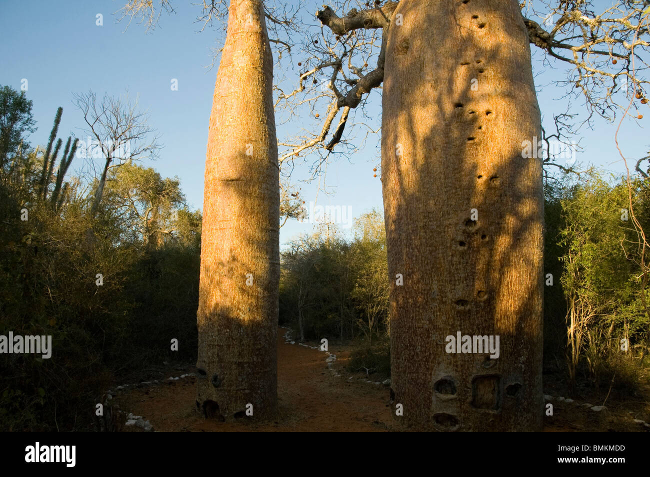 Madagascar, Mangily. Baobab (Adansonia fony) at Reniala Reserve Stock Photo