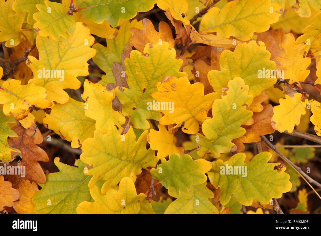 Oak leaves hi-res stock photography and images - Alamy