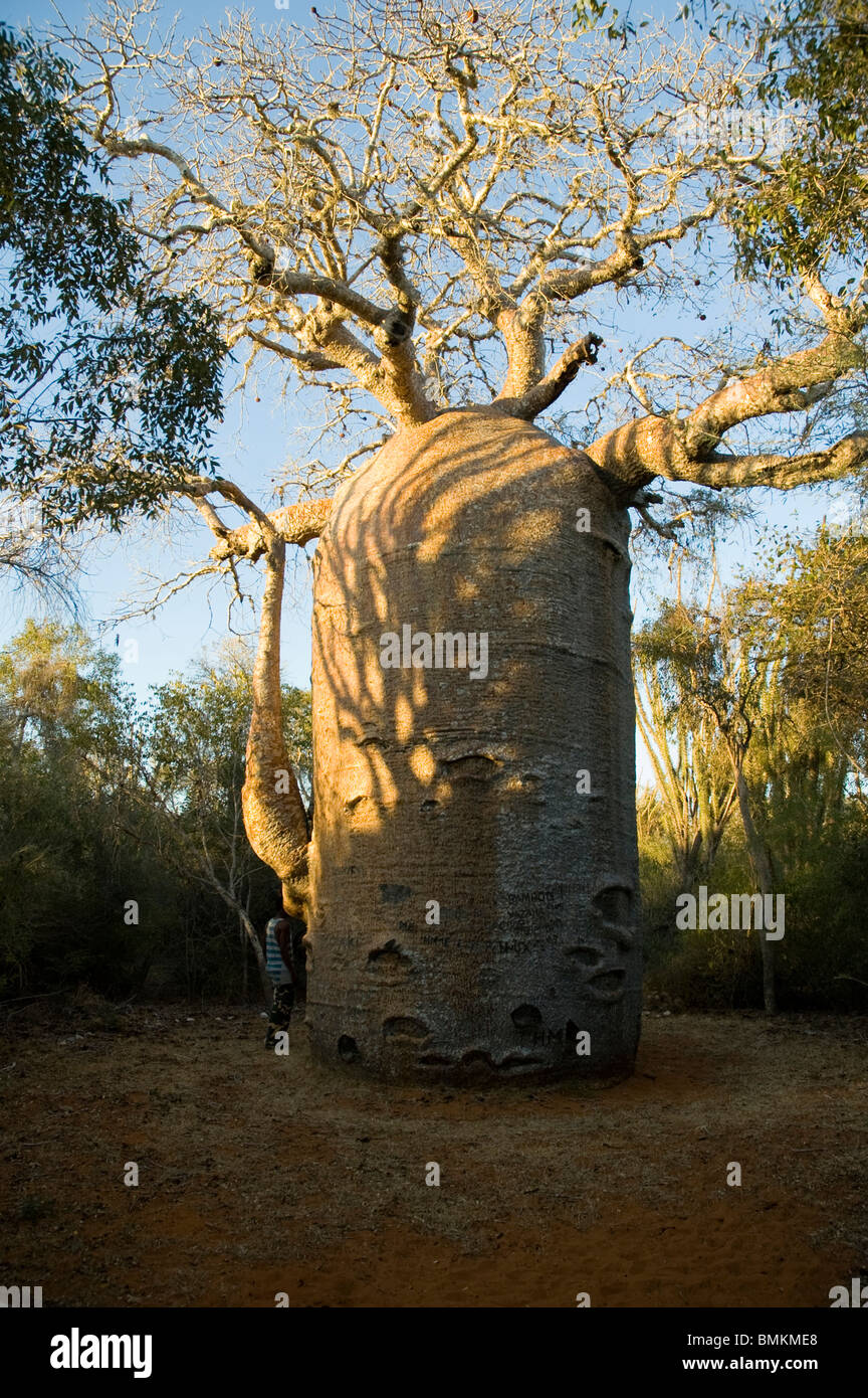 Madagascar, Mangily. The 13 metre-wide baobab (Adansonia fony), nicknamed the coffee pot at Reniala Reserve Stock Photo