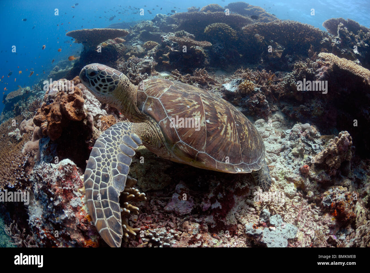 Green sea turtle ( Chelonia mydas ), Sipadan, Sabah, Malaysia, Borneo, South-east Asia Stock Photo