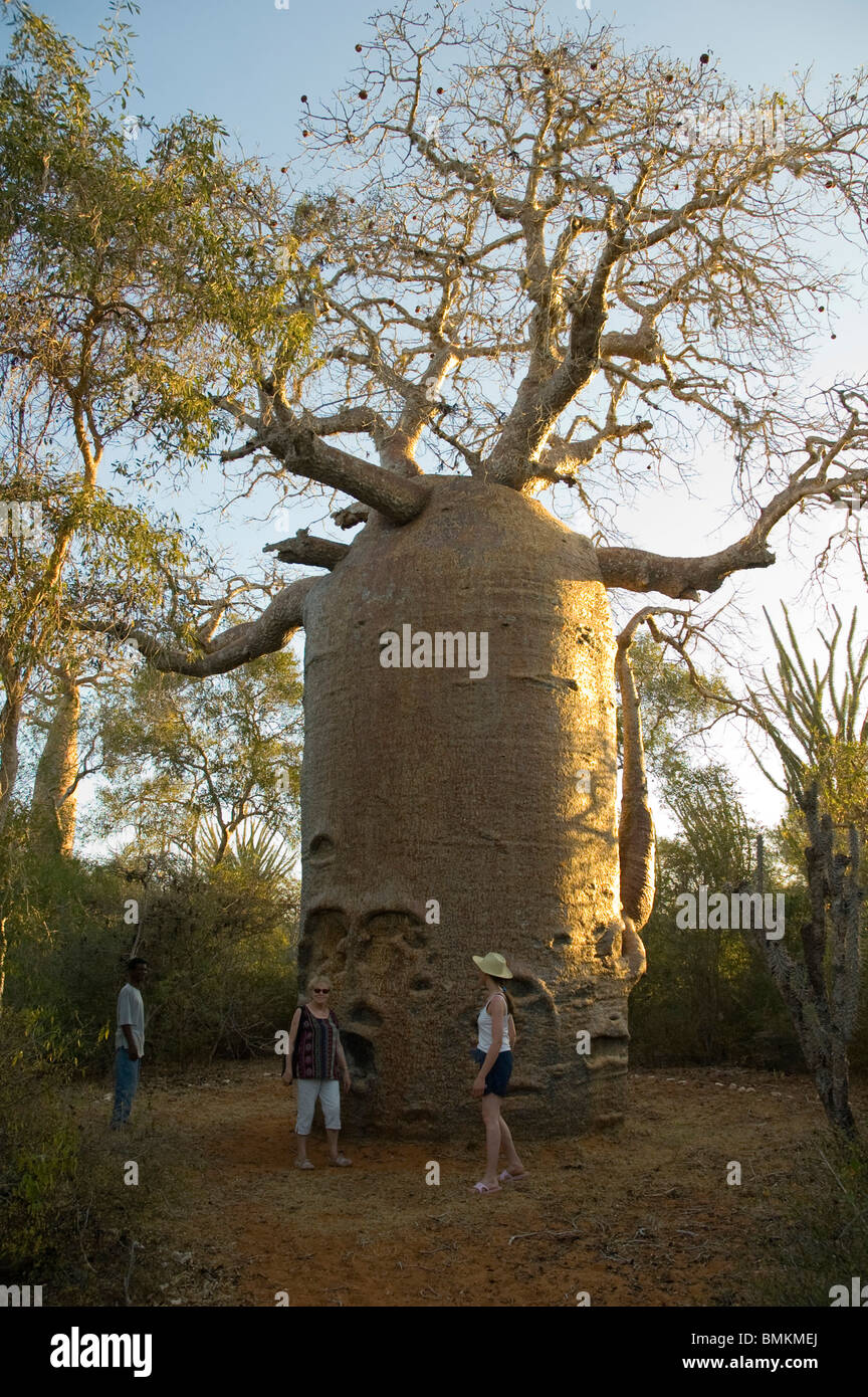 Madagascar, Mangily. The 13 metre-wide baobab (Adansonia fony), nicknamed the coffee pot at Reniala Reserve Stock Photo