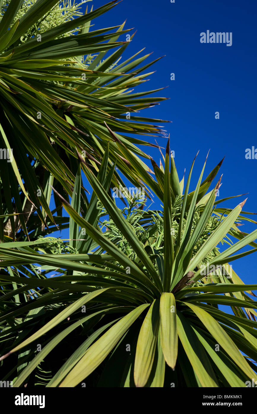 Large Cordyline australis or commonly known as the Cabbage tree Stock Photo