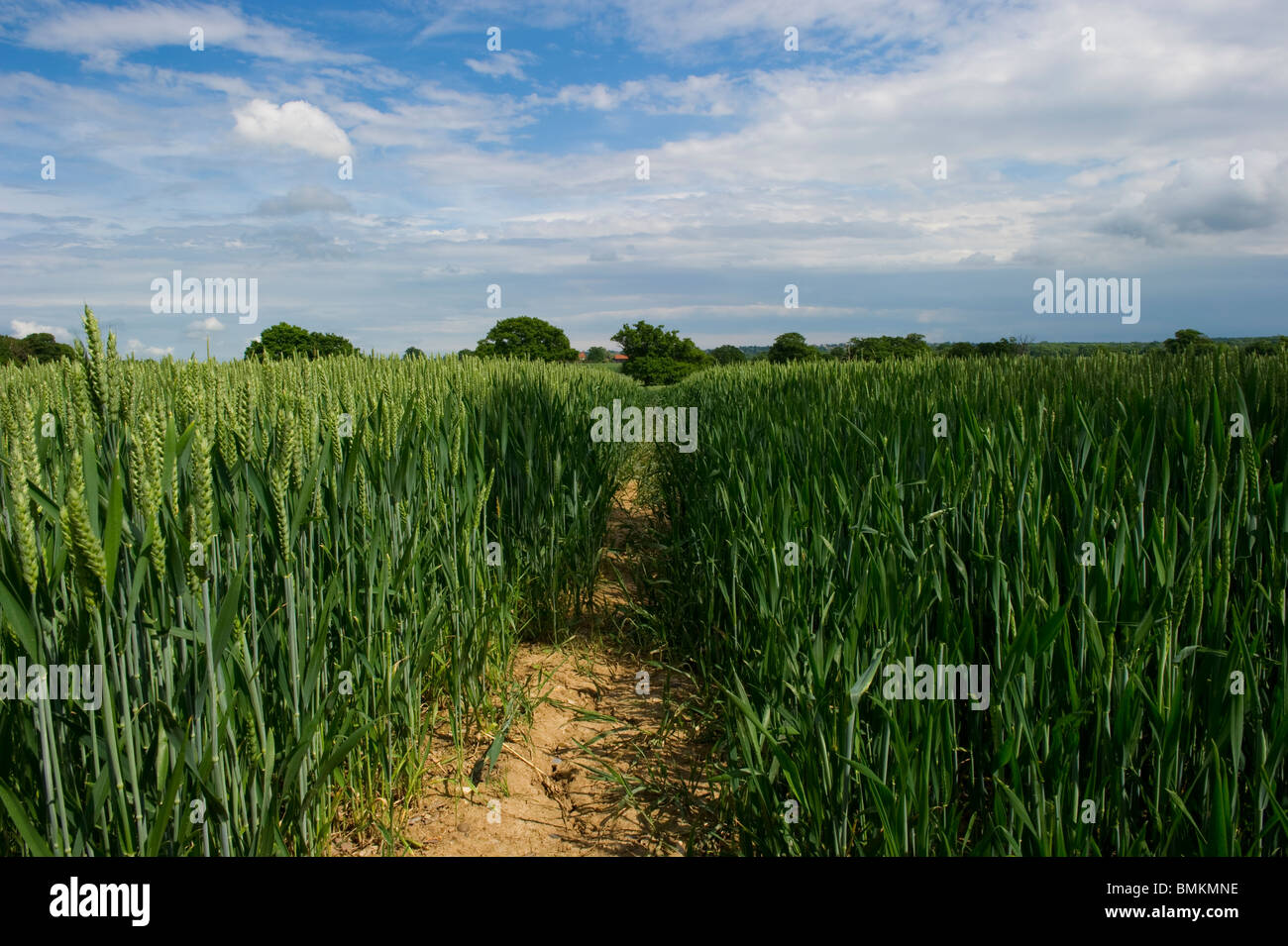 Arable land being used to grow wheat crops in Billericay Essex UK. Stock Photo