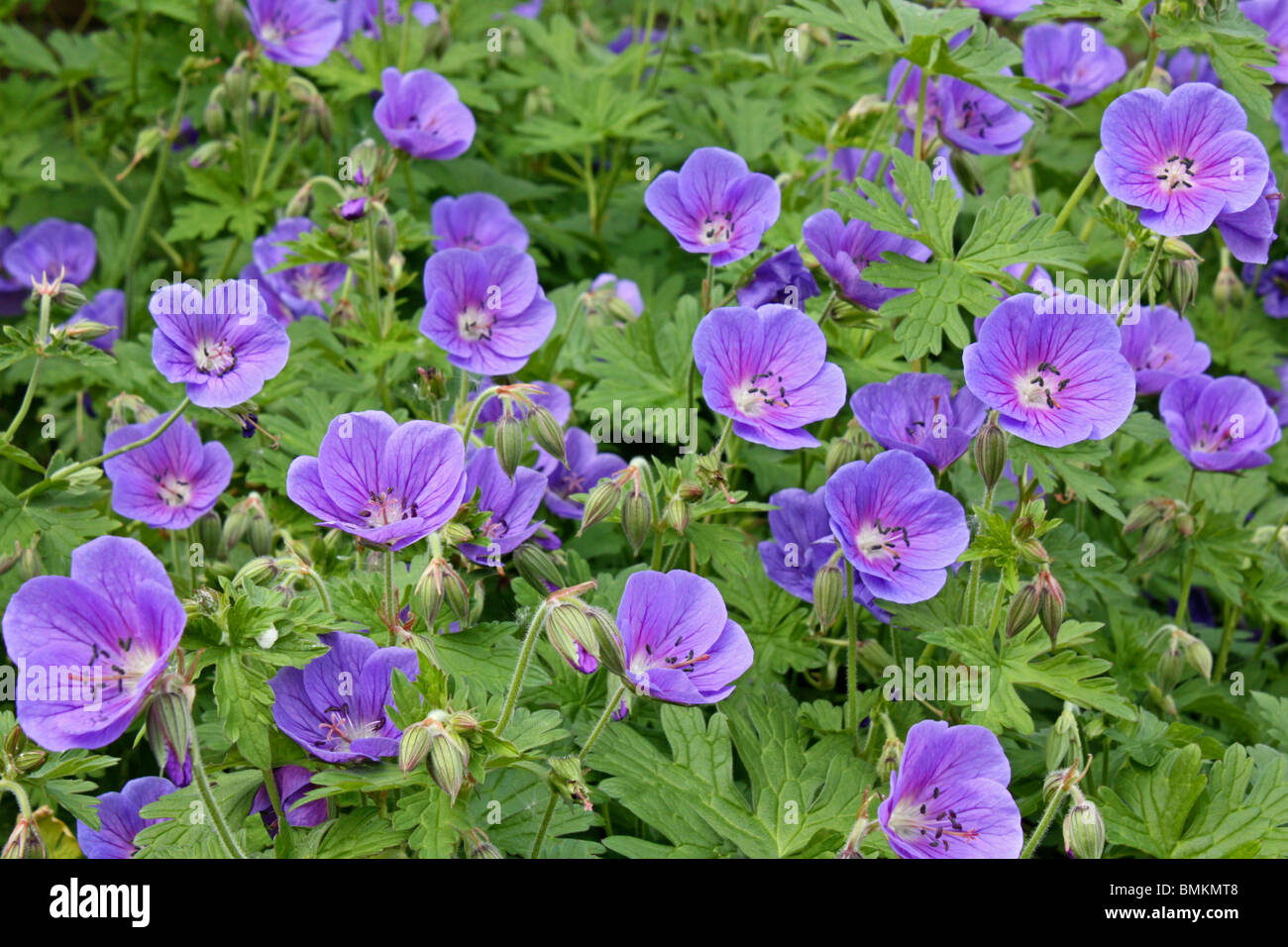 Johnsons blue hardy geranium hires stock photography and images Alamy