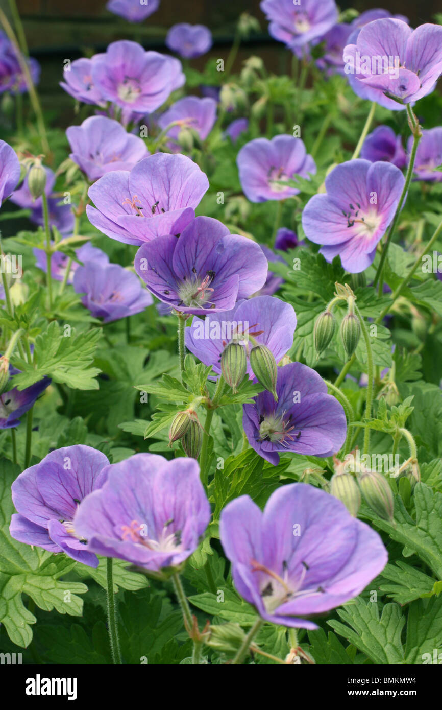 Hardy Geranium 'Johnson's Blue' bearing spring flowers Stock Photo