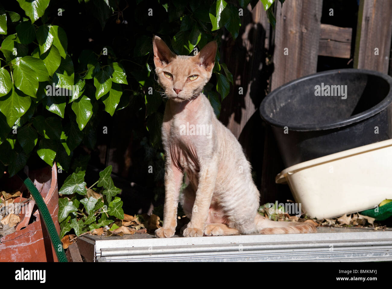 A young Devon Rex - The Devon Rex is a breed of intelligent, short-haired cat that emerged in England during the 1960s. Stock Photo