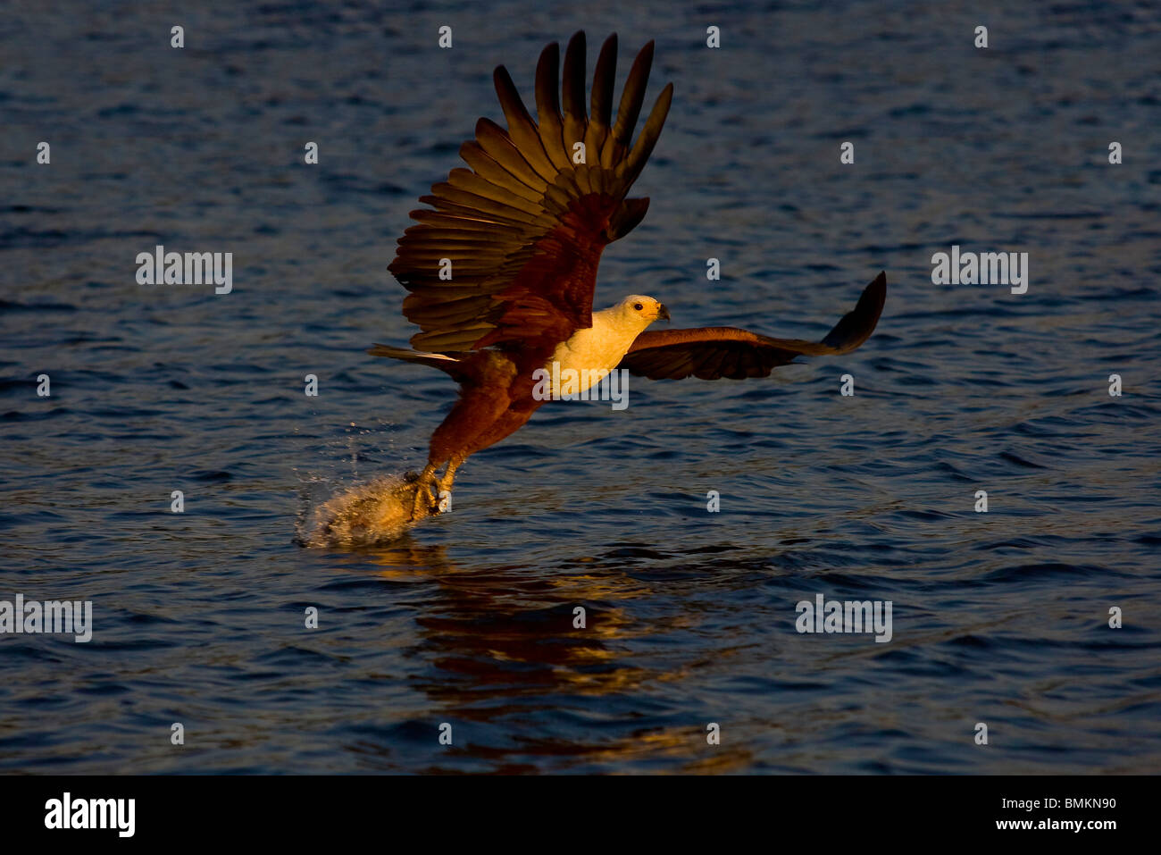African Fish Eagle catching fish, Chobe, Botswana Stock Photo