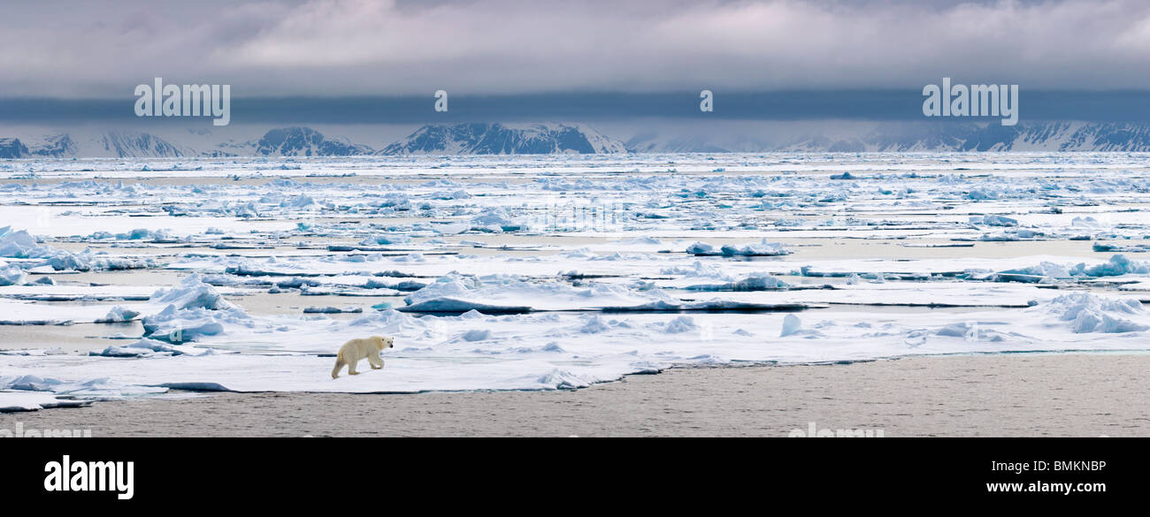 Polar Bear  walking on ice floe, Woodfjorden, northern Spitsbergen, Svalbard, Arctic Norway. Stock Photo
