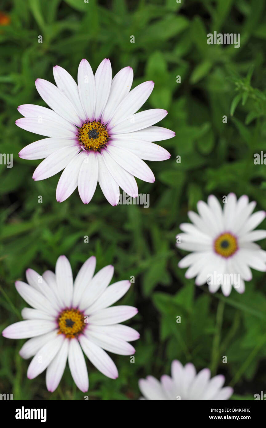 Bearing flowers hires stock photography and images Alamy