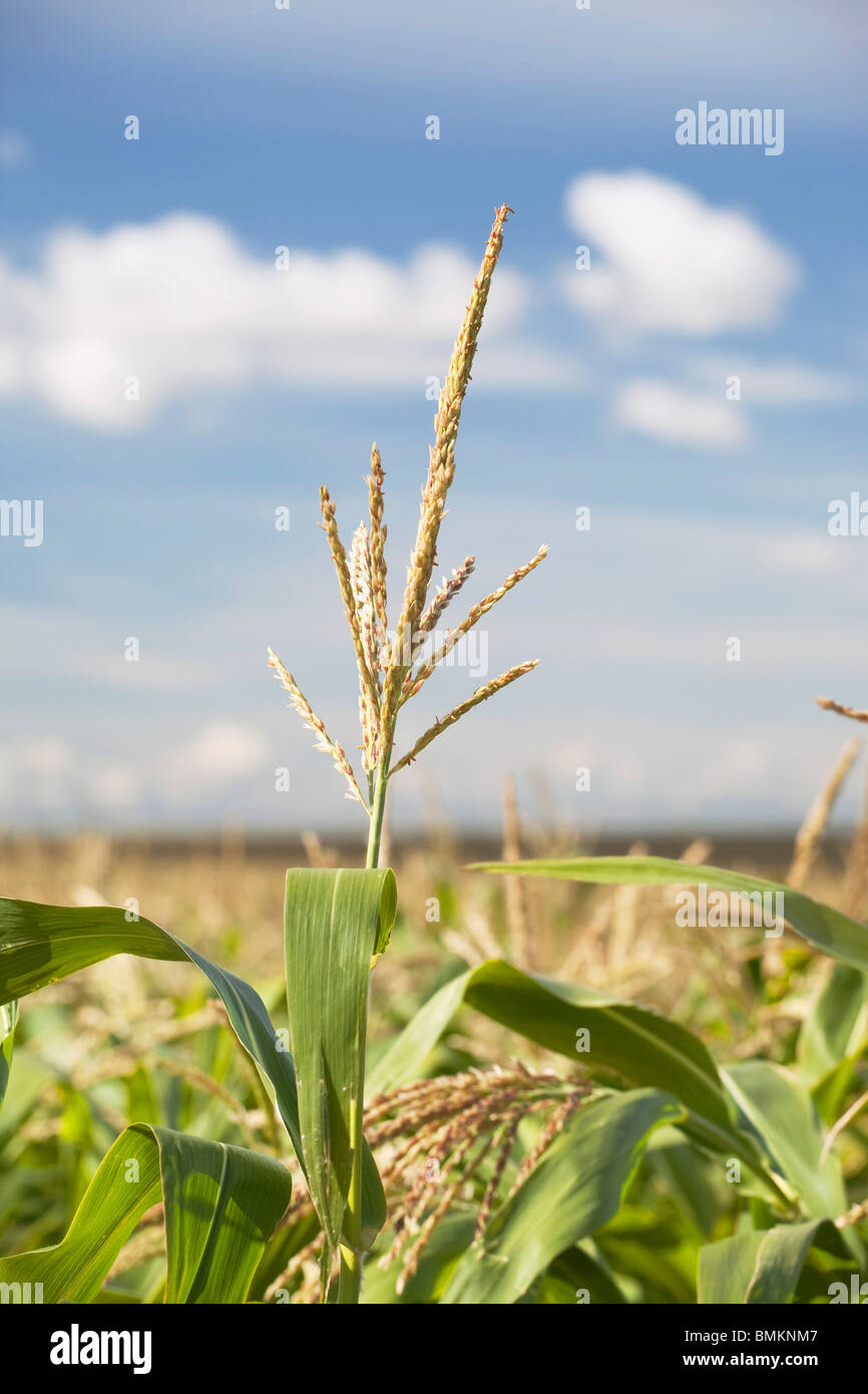 Alberta, Canada; Top Of A Corn Plant Stock Photo - Alamy