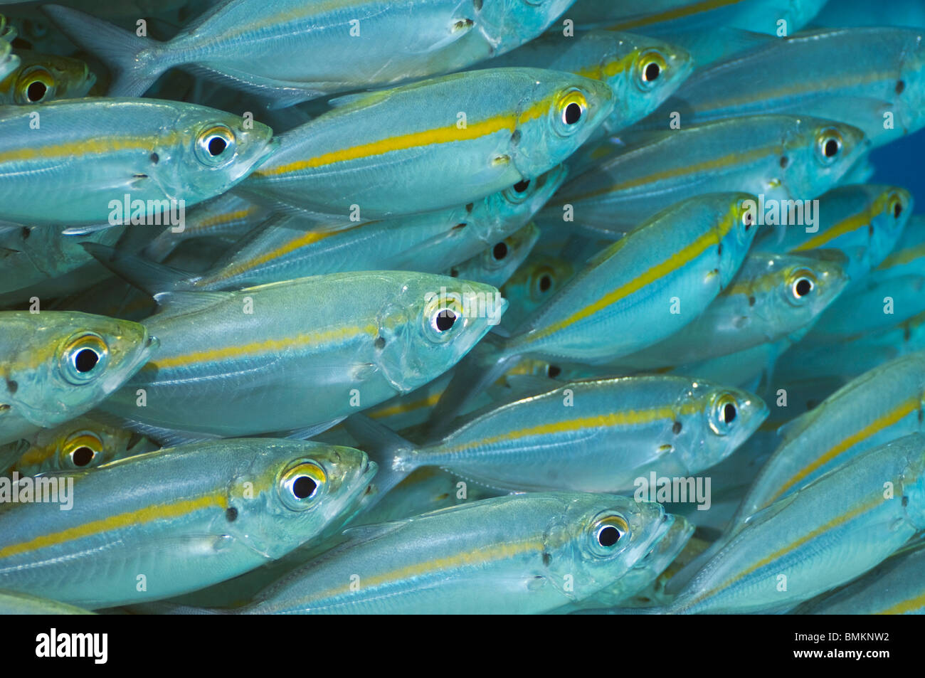 Bigeye scad school.  Misool, Raja Empat, West Papua, Indonesia. Stock Photo