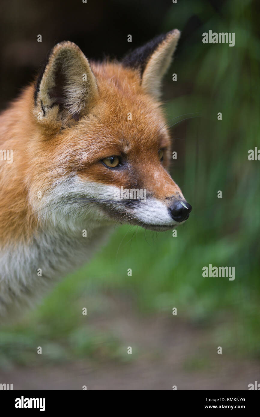 Red fox - Vulpes Vulpes Stock Photo
